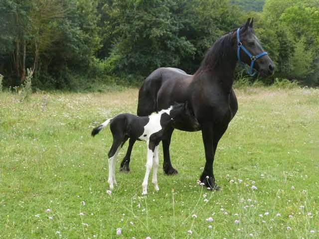 Jument barock pinto 