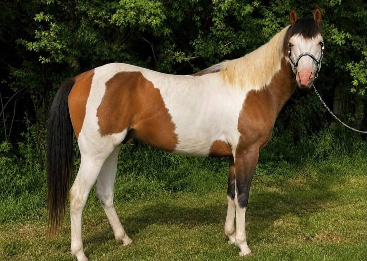 NEVRASKO DE LA TOUR - Saillie paint horse 