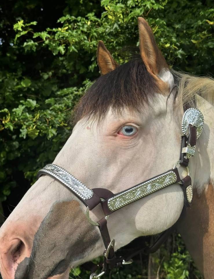 NEVRASKO DE LA TOUR - Saillie paint horse 