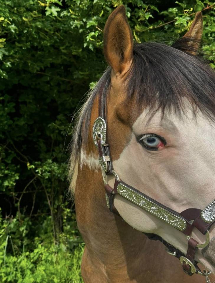NEVRASKO DE LA TOUR - Saillie paint horse 