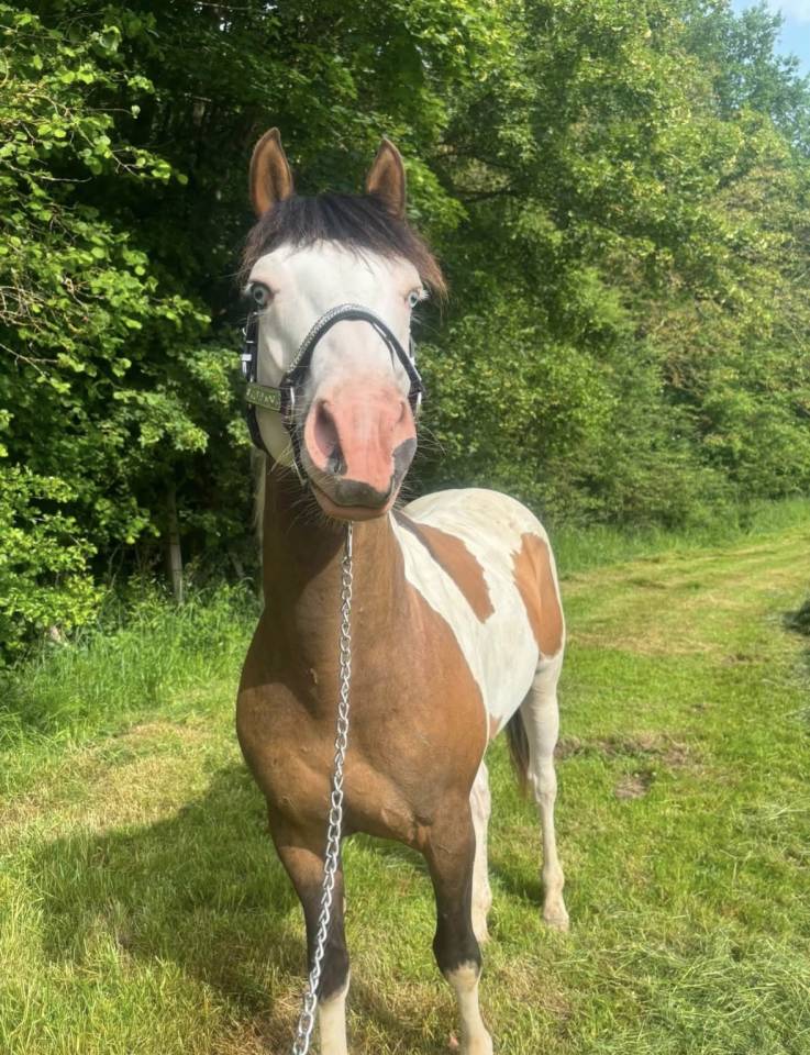 NEVRASKO DE LA TOUR - Saillie paint horse 