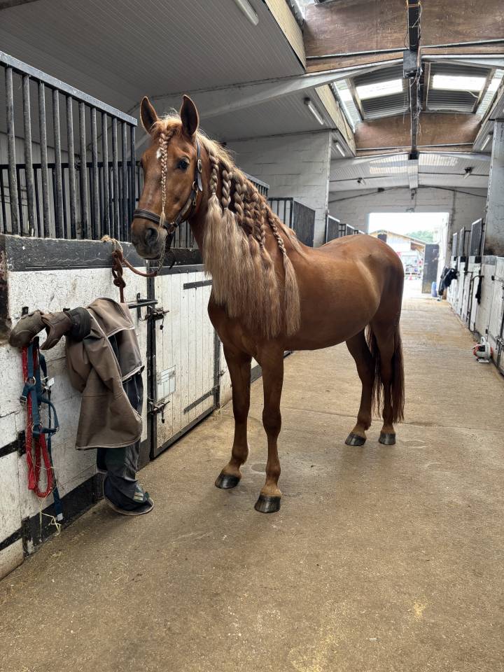 &Agrave; vendre Imperioso PRE