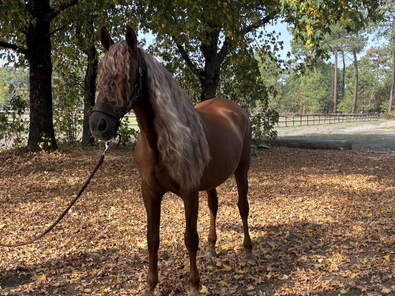 &Agrave; vendre Imperioso PRE