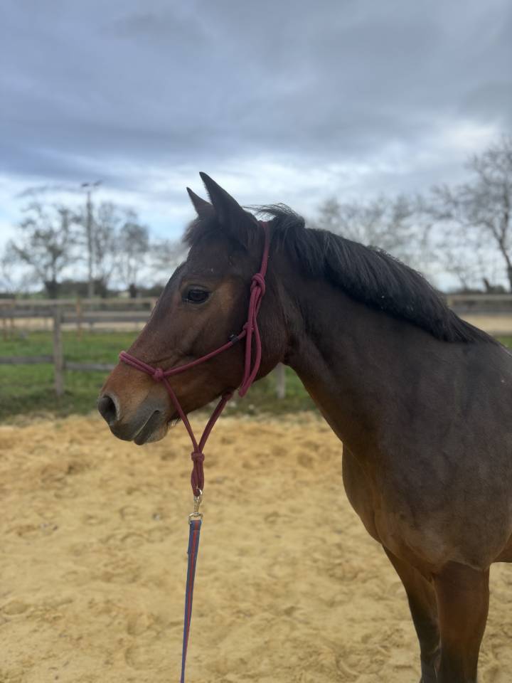 Ponette Connemara 17 ans