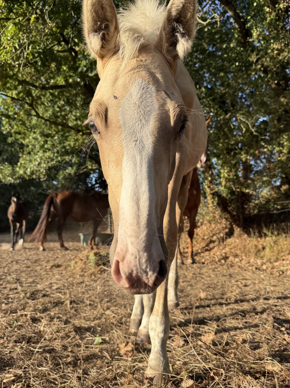 Poulain Sport Palomino Z