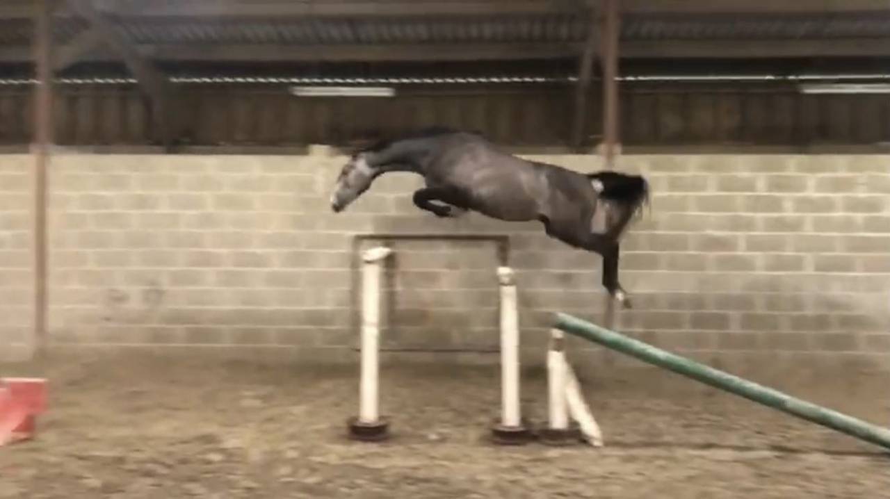 Mustang de Vima - Hongre de 4 ans