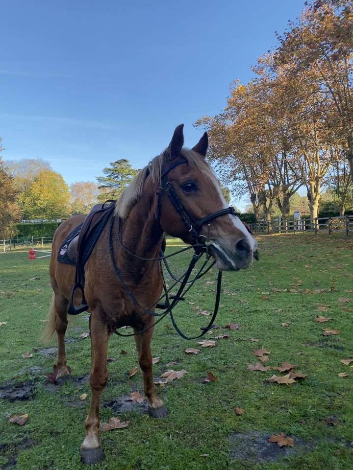 Recherche demi pension pour mon poney dans les landes