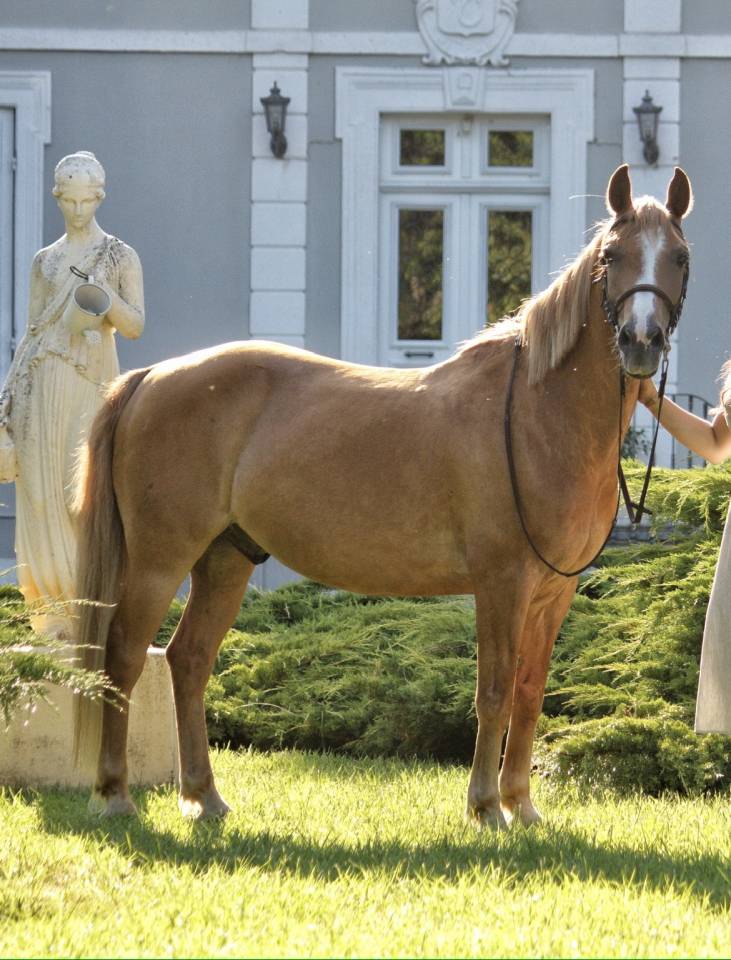 Recherche demi pension pour mon poney dans les landes