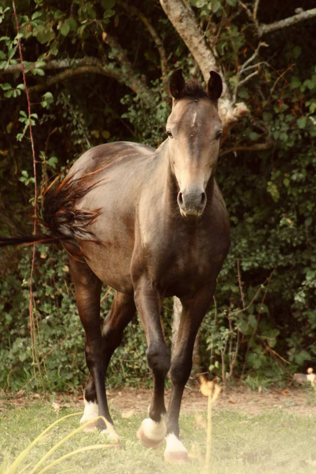 Nashi des absynts &ndash; pfs hongre &ndash; 3 ans