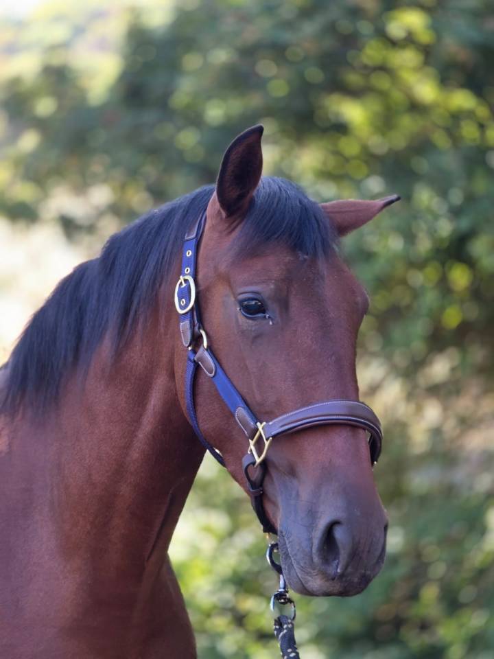 Jument pure race espagnole PRE PP