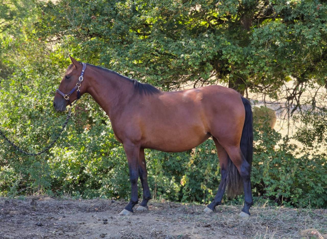 Jument pure race espagnole PRE PP