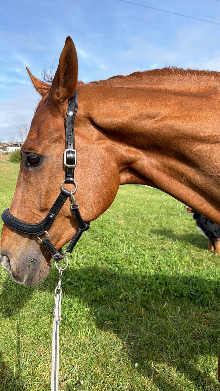 Best friend cheval dressage 