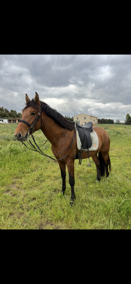 Pur race espagnole entier 5 ans