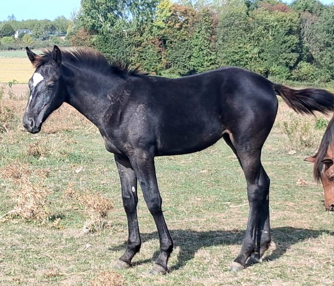 Poulain a vendre 