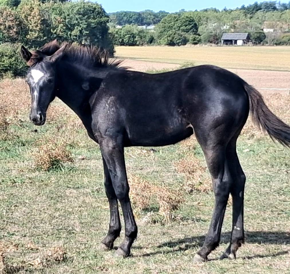 Poulain a vendre 