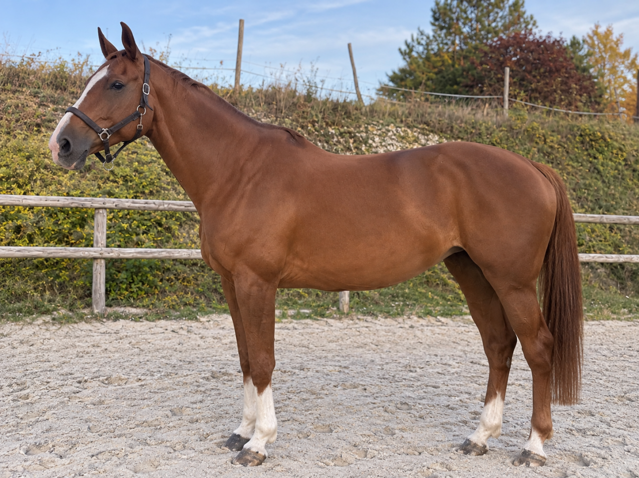 Lot 2 poulini&egrave;res SFO & SF