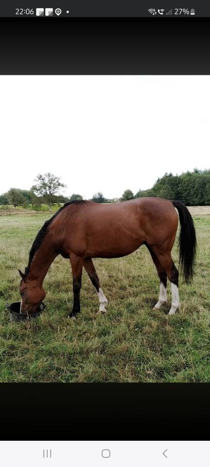 Cheval Pur-sang anglais 