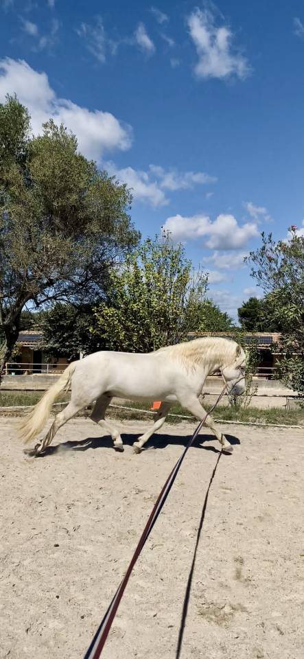 Cheval dressage ma&icirc;tre d&eacute;cole