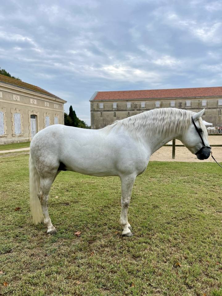 Cheval dressage ma&icirc;tre d&eacute;cole