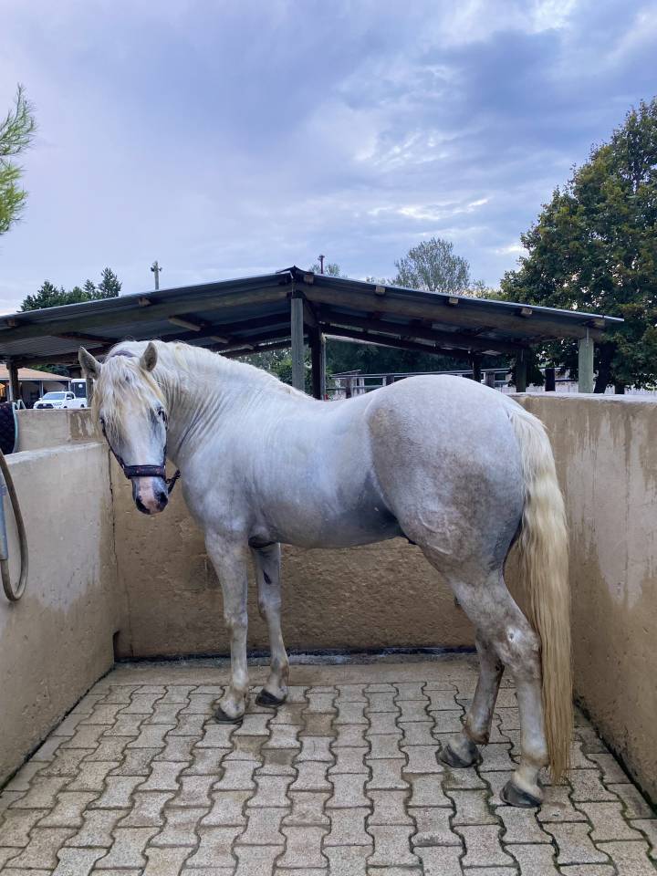 Cheval dressage ma&icirc;tre d&eacute;cole
