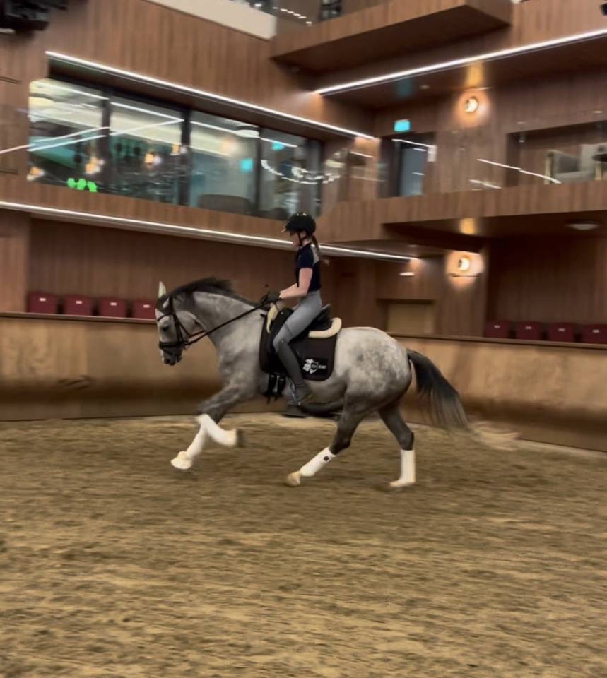 Magnifique Jument CDE 4 ans