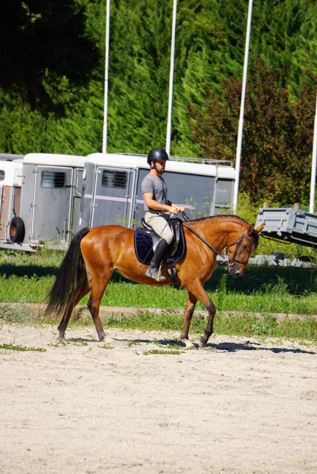 Jument - Pure Race Lusitanien - 4 ans - Dressage / Polyvalente - France
