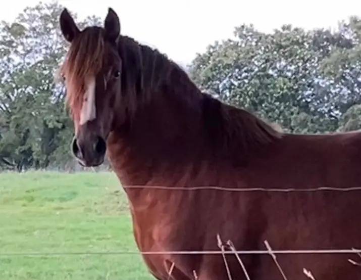 Vend cheval 1,55m, 5 ans, pr&eacute;-debourr&eacute;, entier 