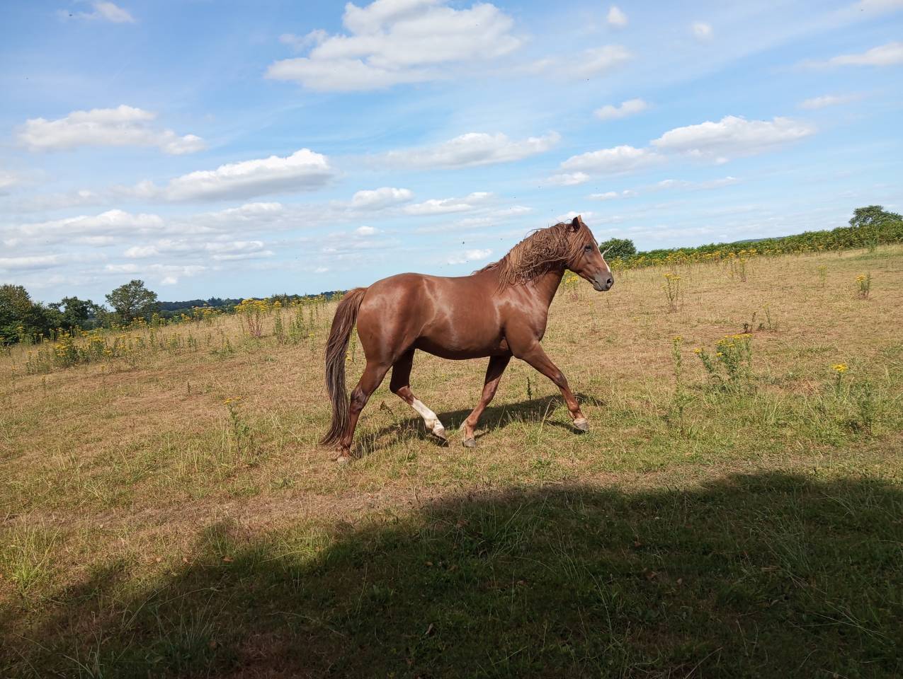 Vend cheval 1,55m, 5 ans, pr&eacute;-debourr&eacute;, entier 