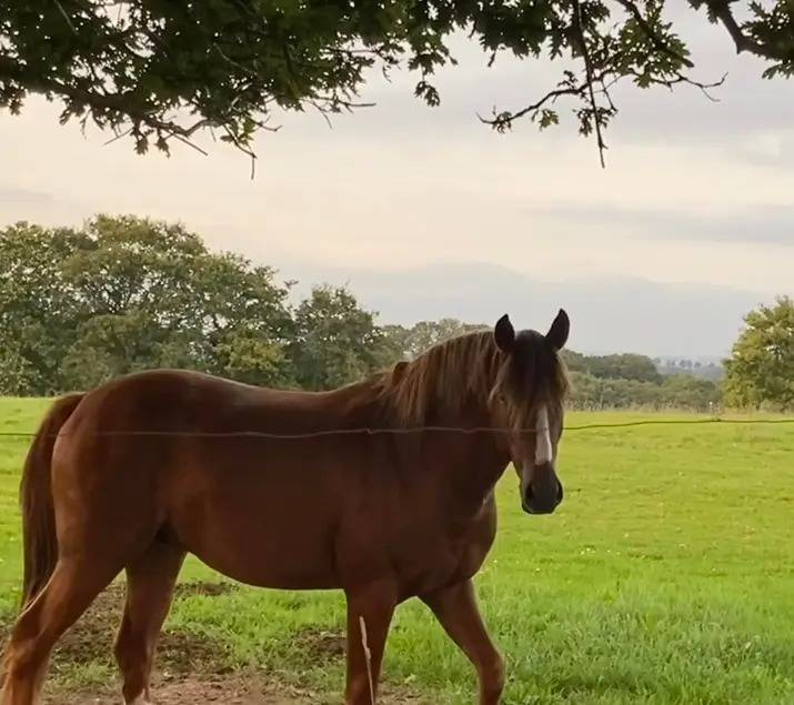 Vend cheval 1,55m, 5 ans, pr&eacute;-debourr&eacute;, entier 