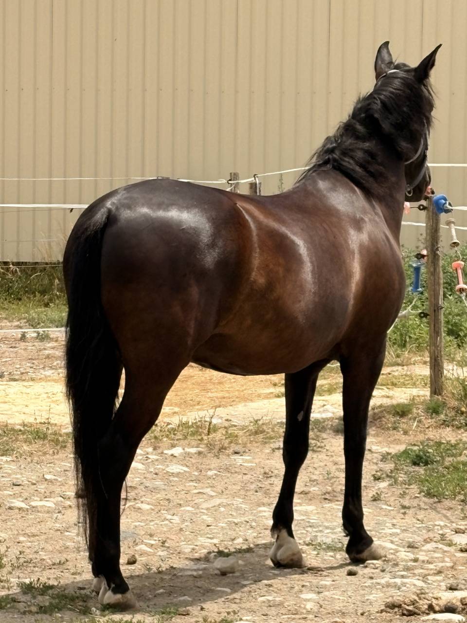 Cheval PRE