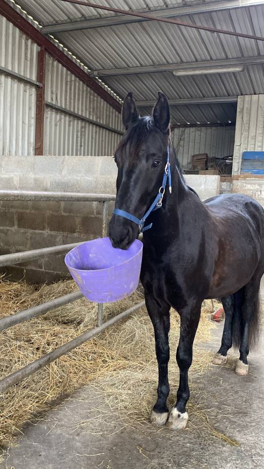 Cheval PRE