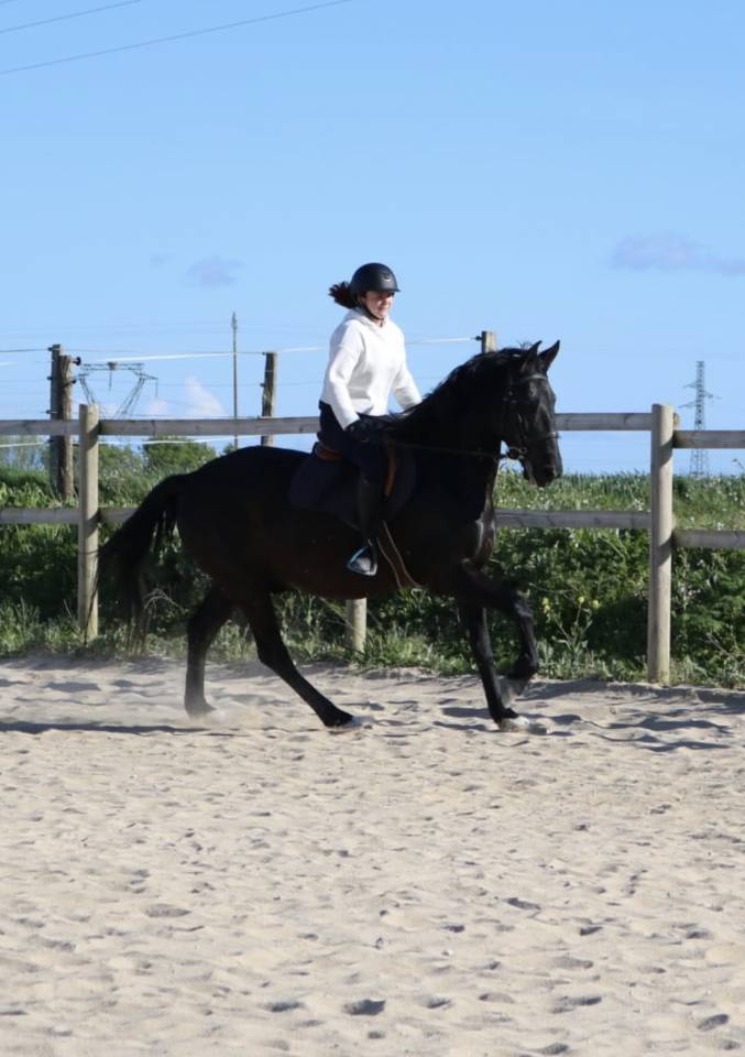 Cheval PRE