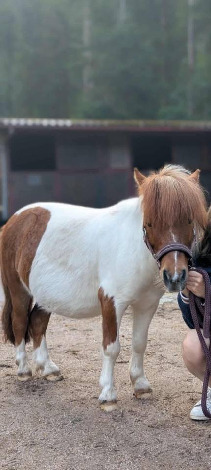 Mini shetland 