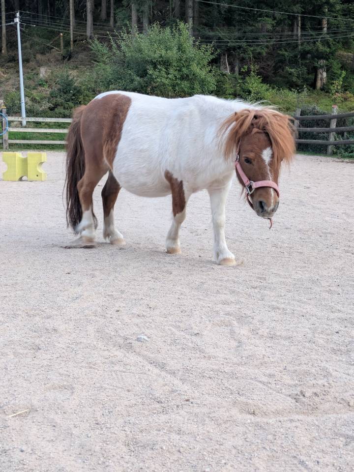 Mini shetland 