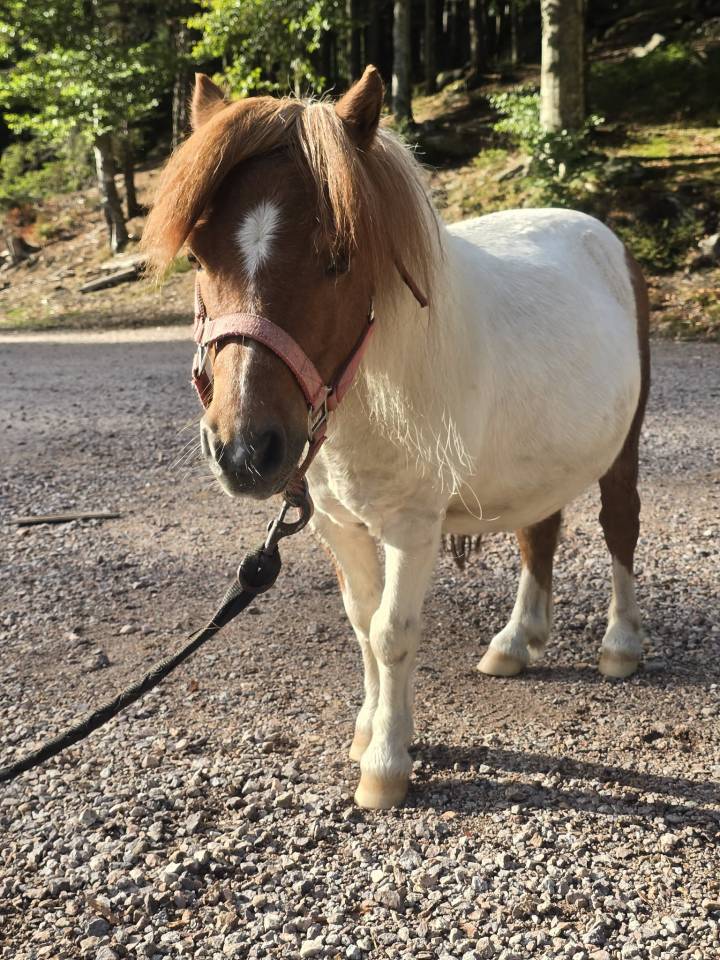 Mini shetland 