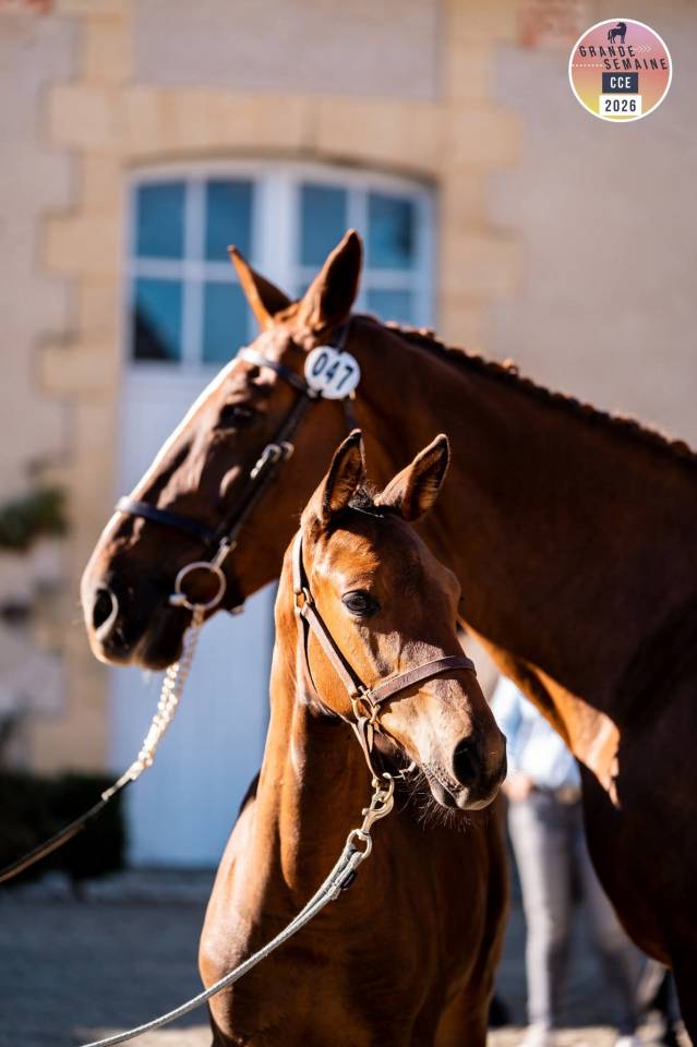 Vice championne de france foal