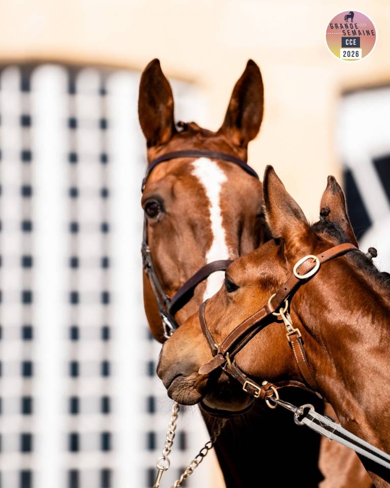 Vice championne de france foal