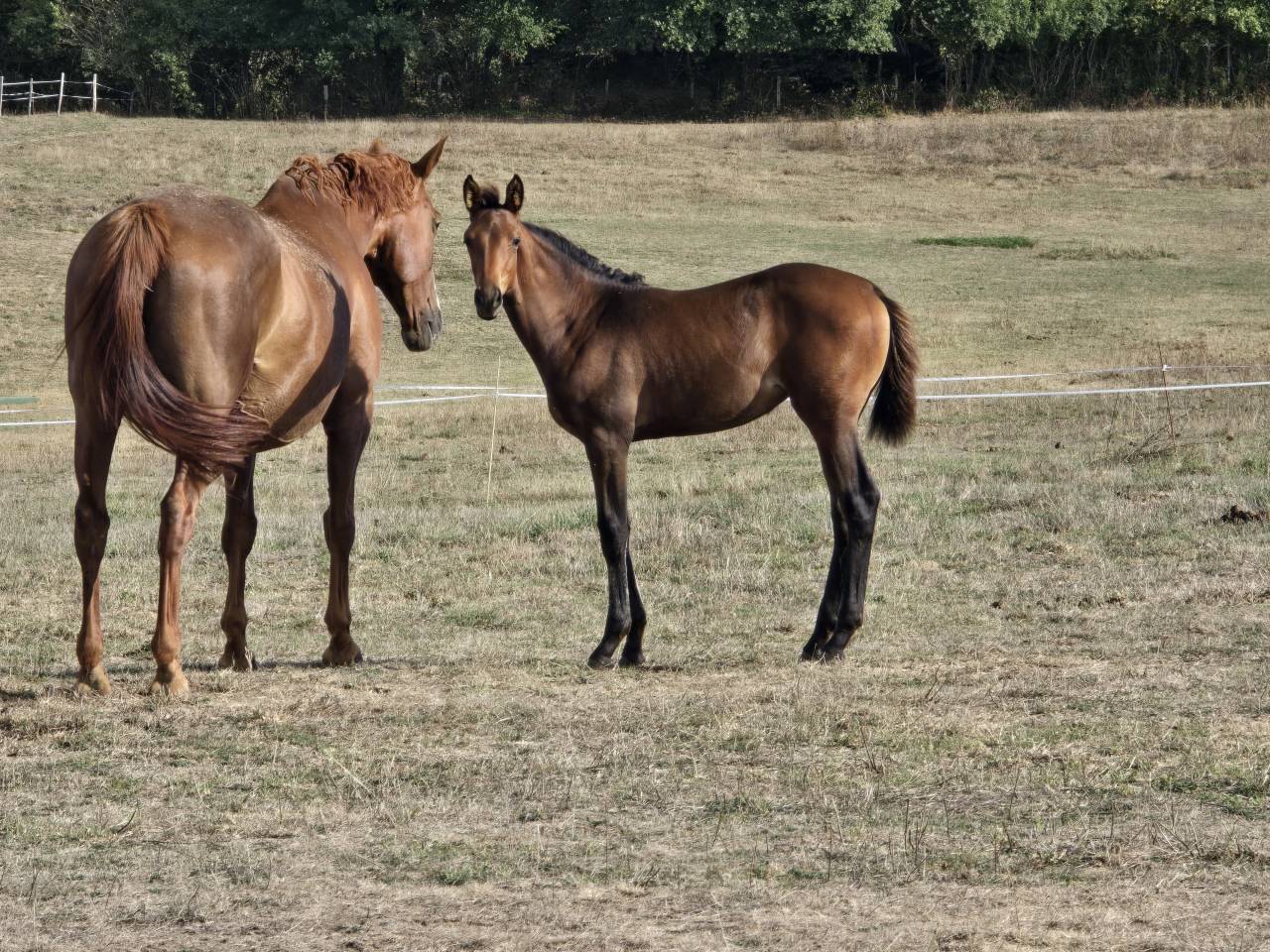 Vice championne de france foal