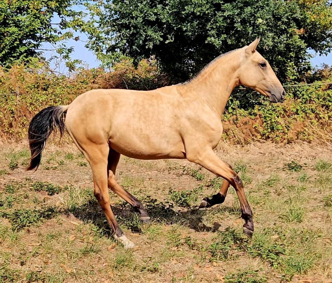 Cheval lusitanien