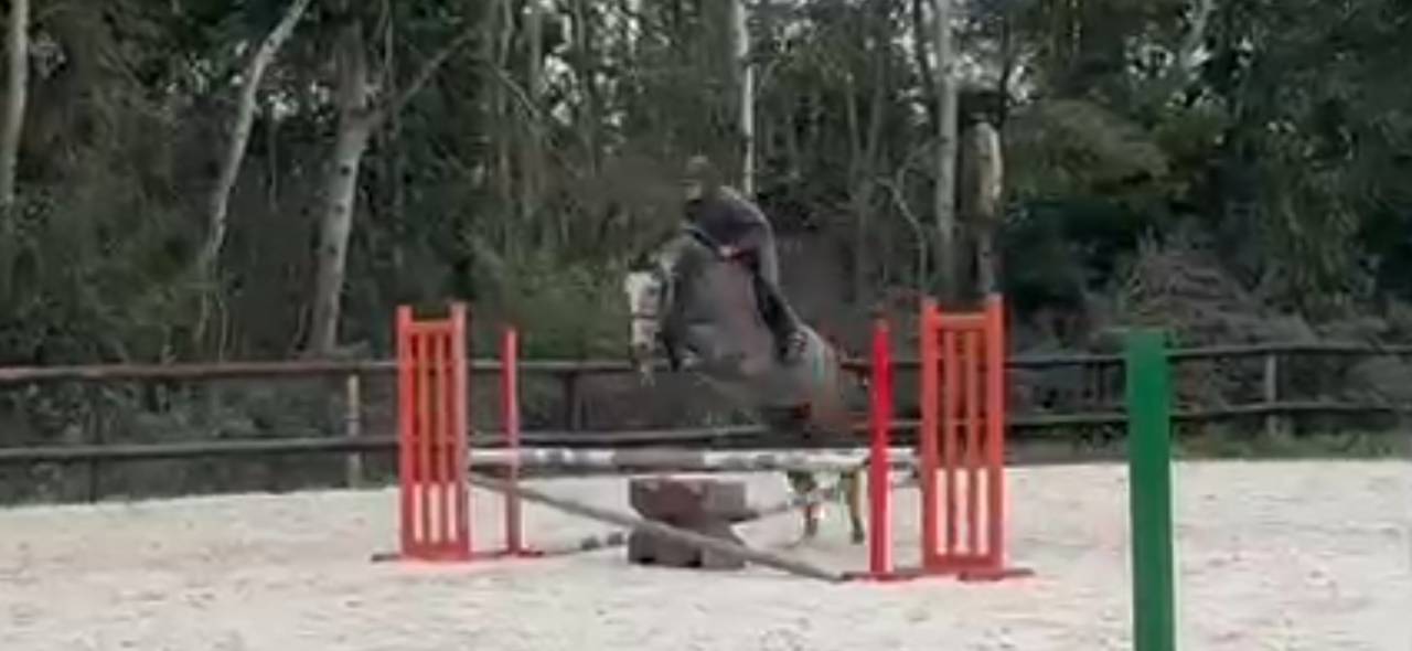 Hongre 5 ans gros moyens 