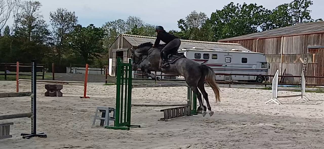 Hongre 5 ans gros moyens 