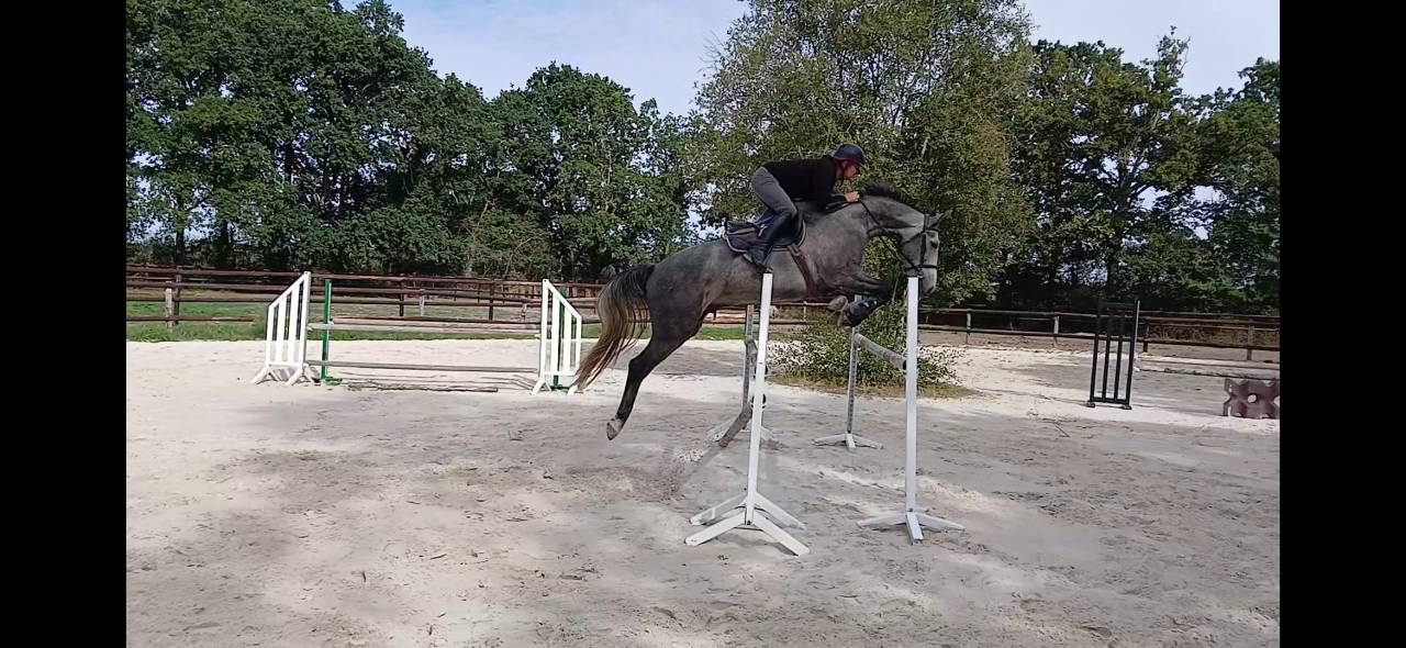Hongre 5 ans gros moyens 