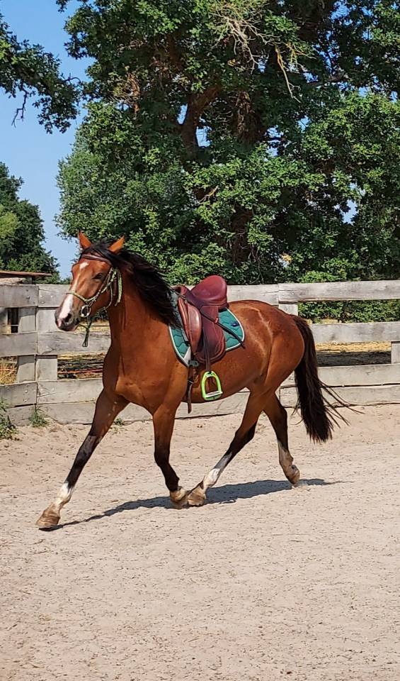 Hongre 3 ans debourr&eacute; PFS x SF