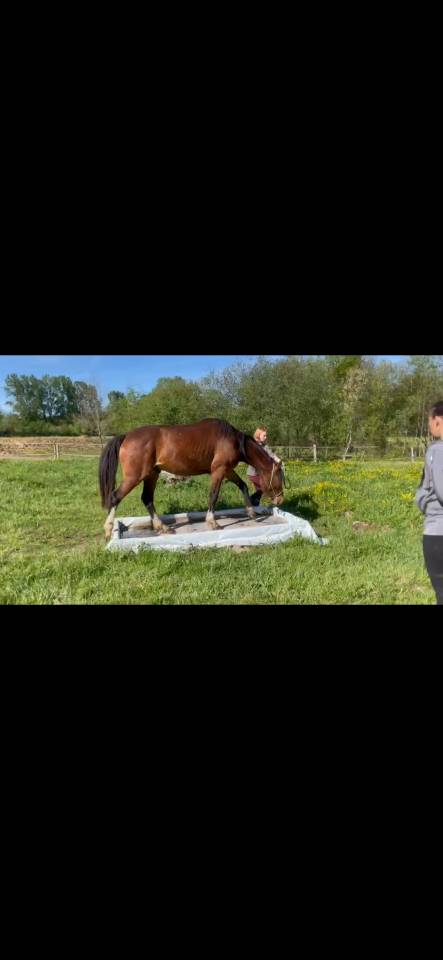 Hongre 3 ans debourr&eacute; PFS x SF