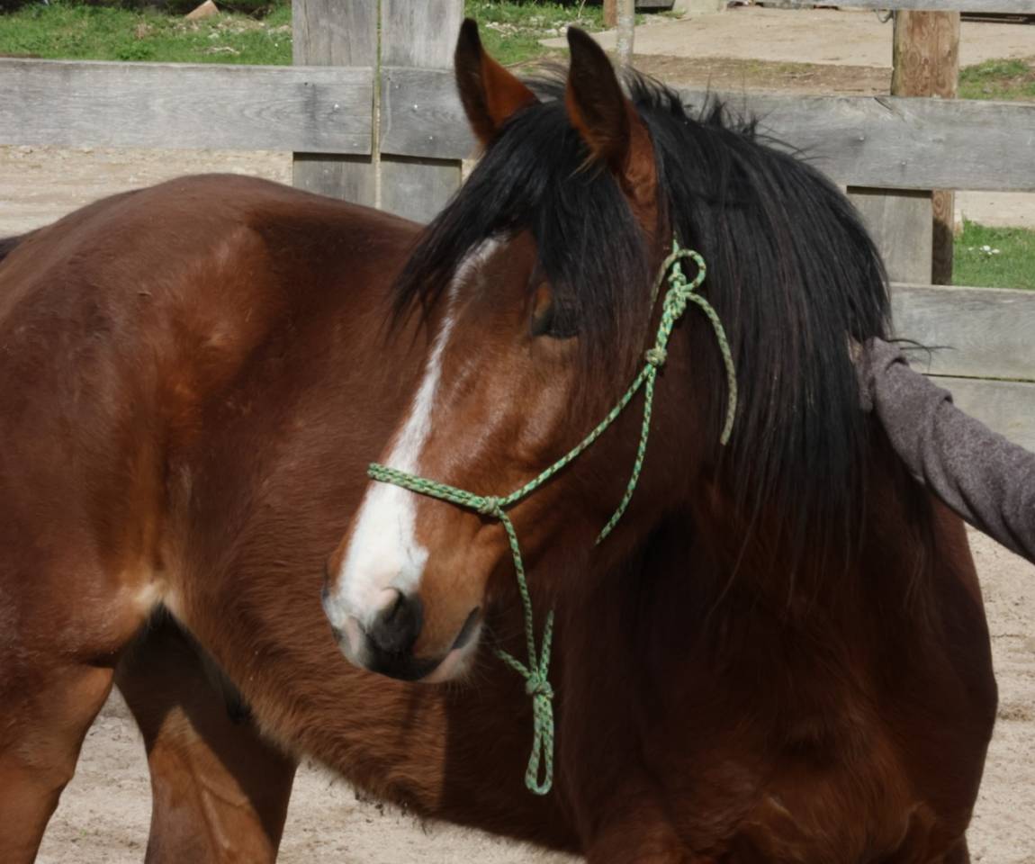 Hongre 3 ans debourr&eacute; PFS x SF