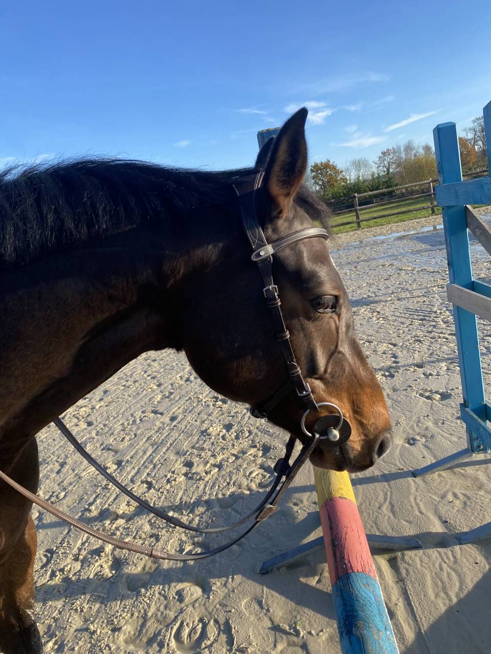 Jolie jument SF 7 ans