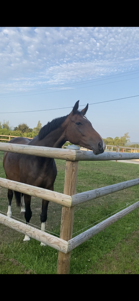 Jolie jument SF 7 ans