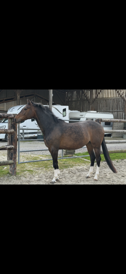Jolie jument SF 7 ans