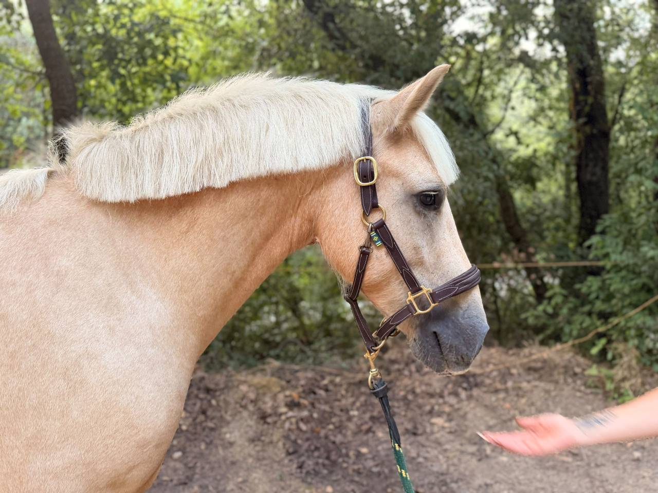Poney Connemara PP 