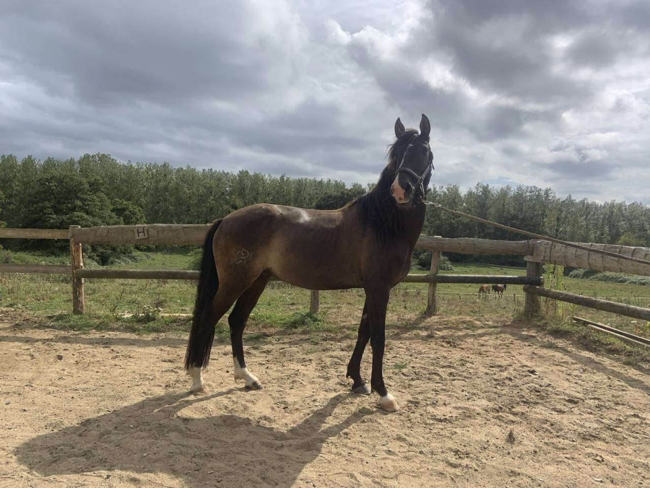 Cheval pour cavalier confirm&eacute; - d&eacute;licat/ &eacute;motif